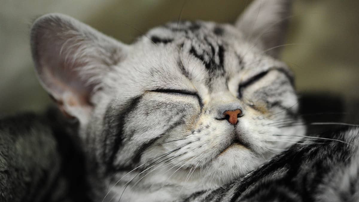 Macy, a four-month-old American Shorthair Silver Tabby kitten gets some rest at the 51st annual Oregon Cats Classic at the Expo Center in Portland, Ore., on August 17, 2014. (Photo by Alex Milan Tracy/Sipa USA)