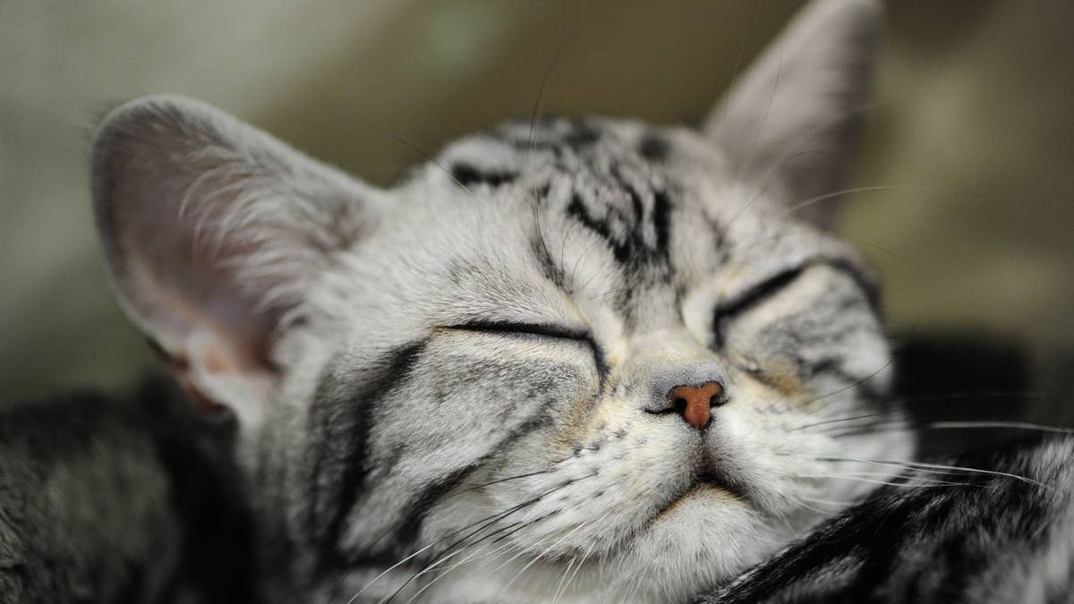 Macy, a four-month-old American Shorthair Silver Tabby kitten gets some rest at the 51st annual Oregon Cats Classic at the Expo Center in Portland, Ore., on August 17, 2014. (Photo by Alex Milan Tracy/Sipa USA)