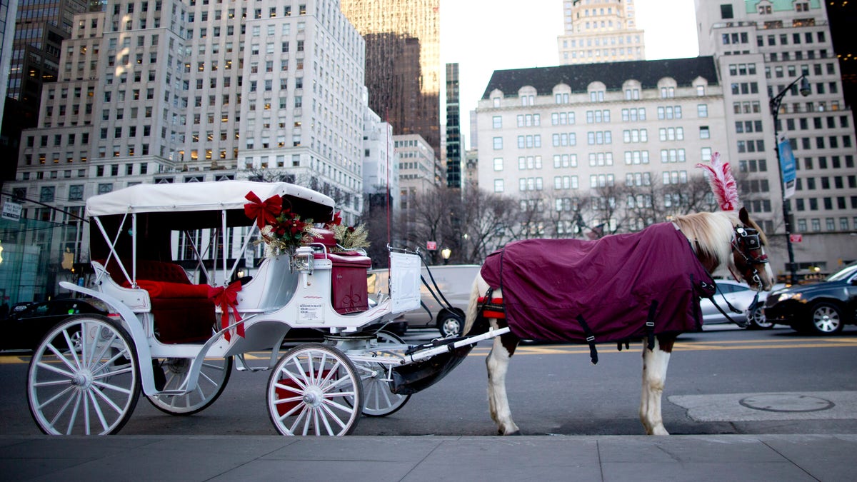 nyc carriage horse 118