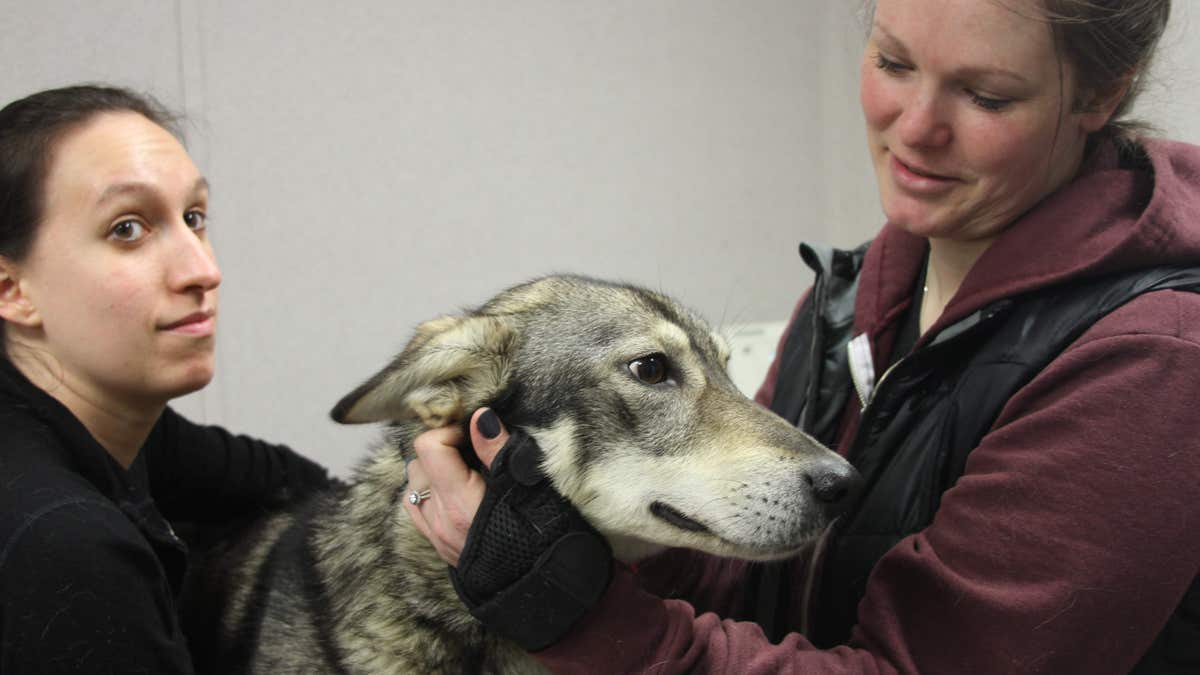 iditarod dog check 211