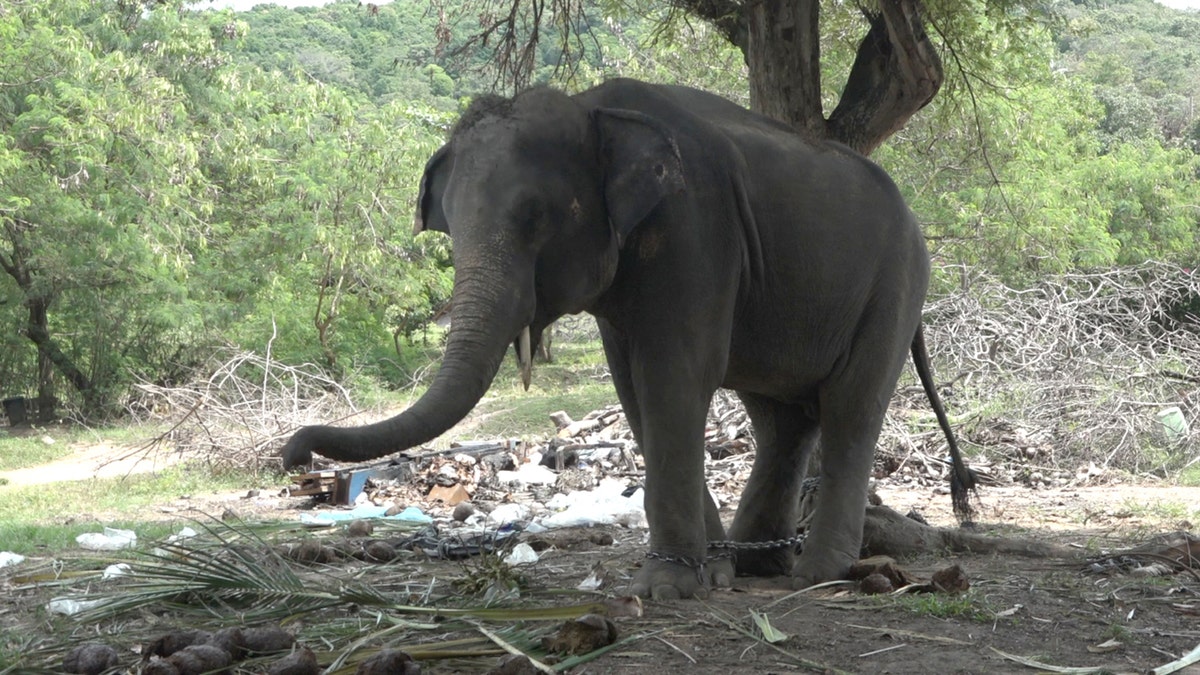 thai elephant 22