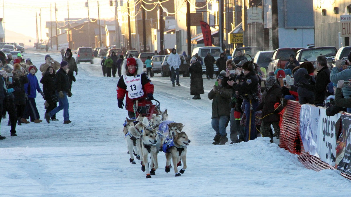 iditarod musher 3127