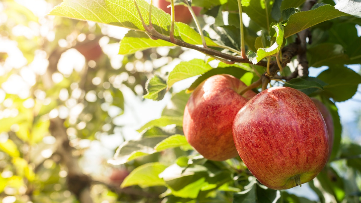 Red Apples