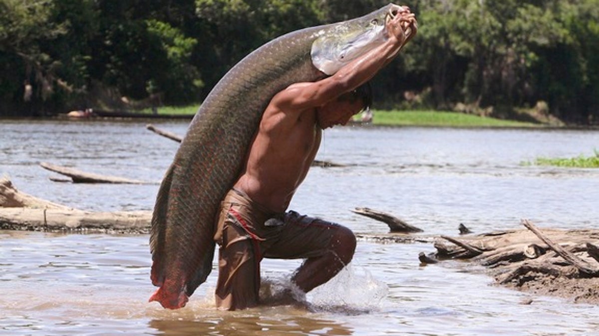 Pesca do Pirarucu