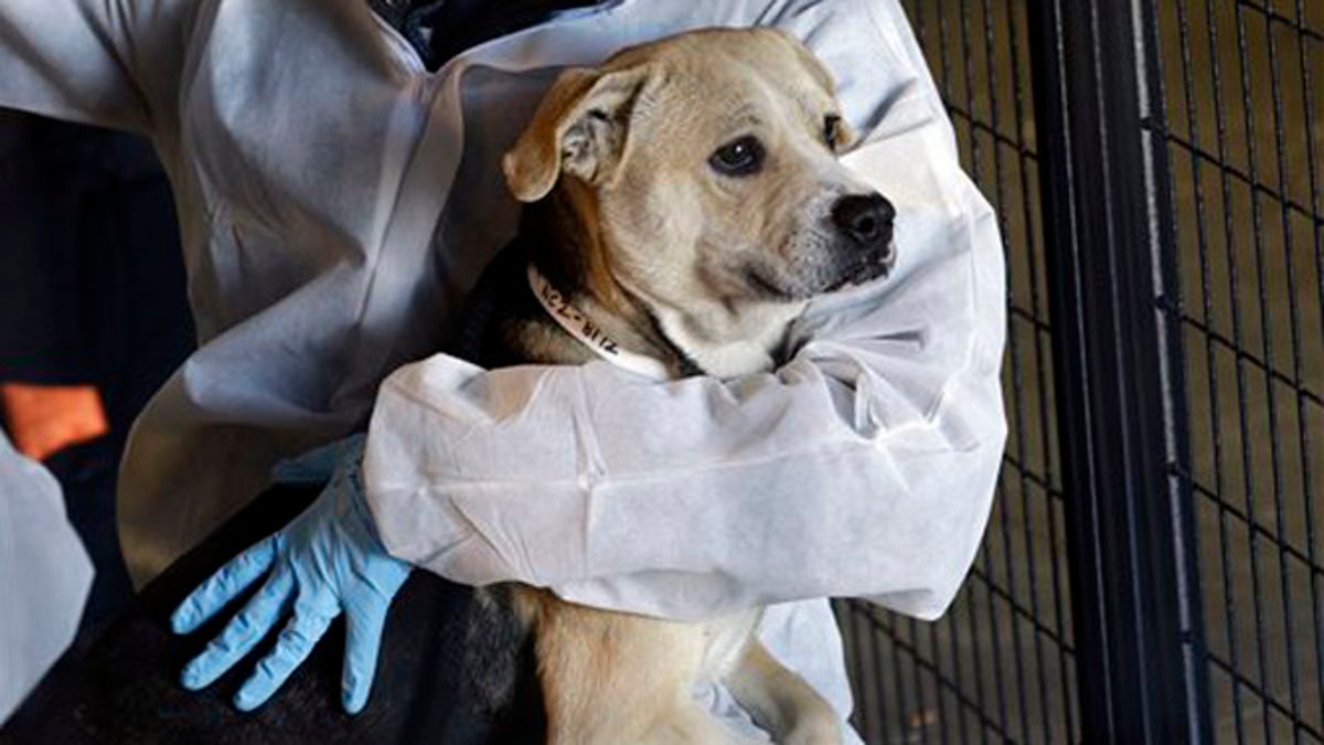 ASPCA makes record seizure of 600 animals from NC no-kill shelter | Fox News