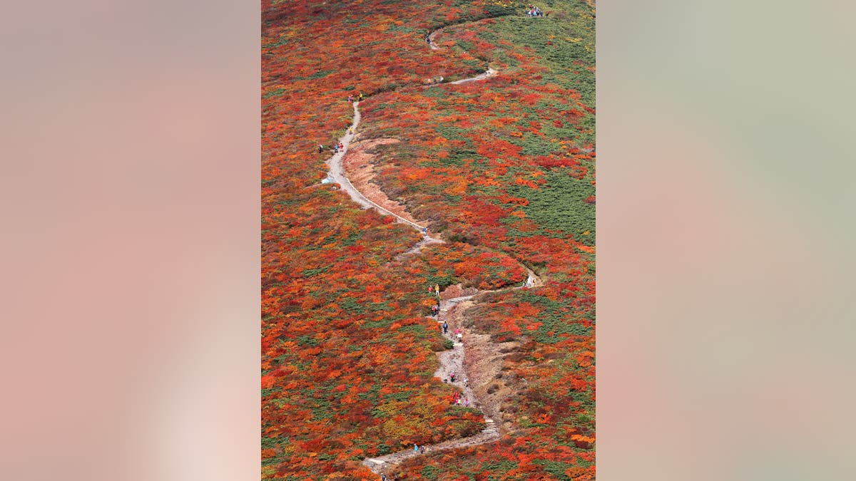 APTOPIX Japan Autumn Leaves