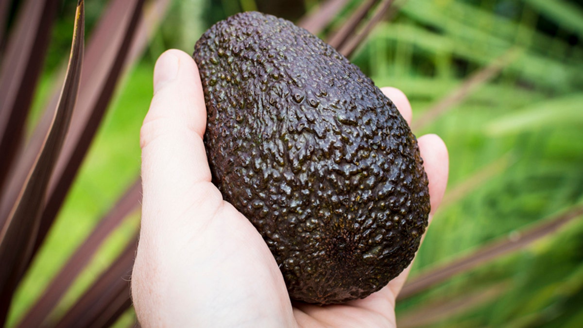 avo picked by hand