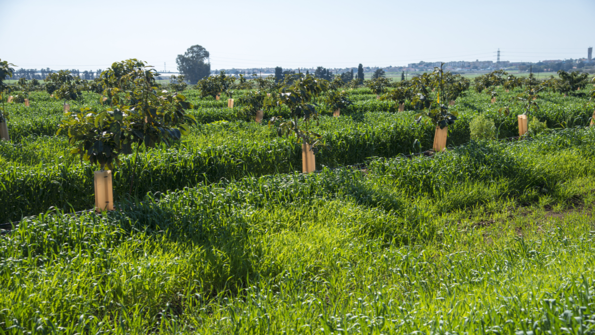 avocado farm