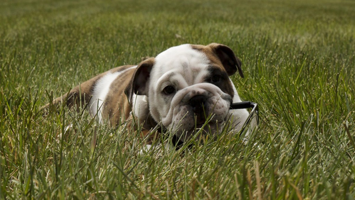 marine pup