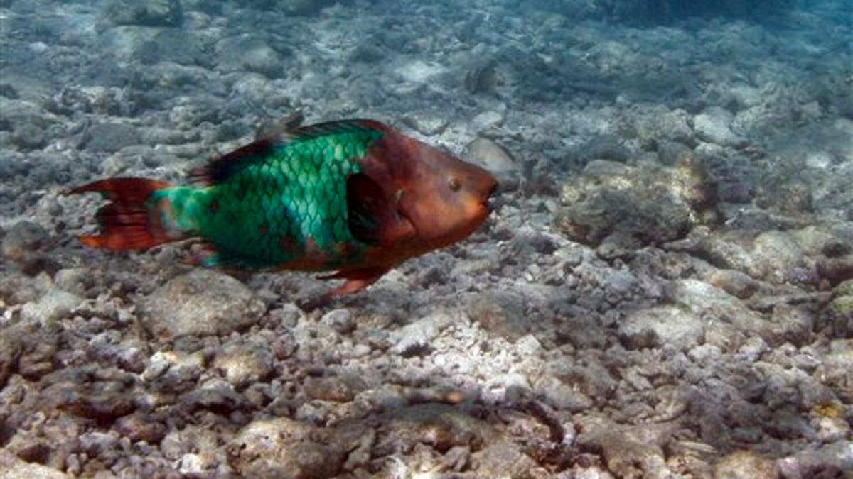 Caribbean Reefs