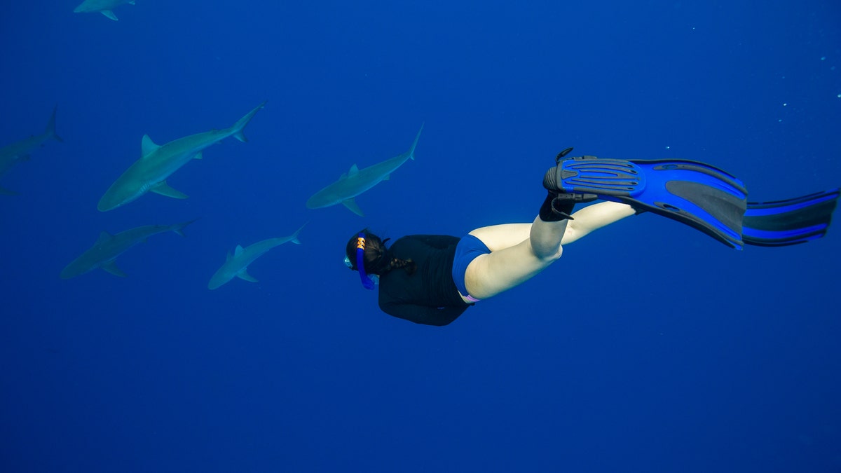 b641b4eb-shark dive