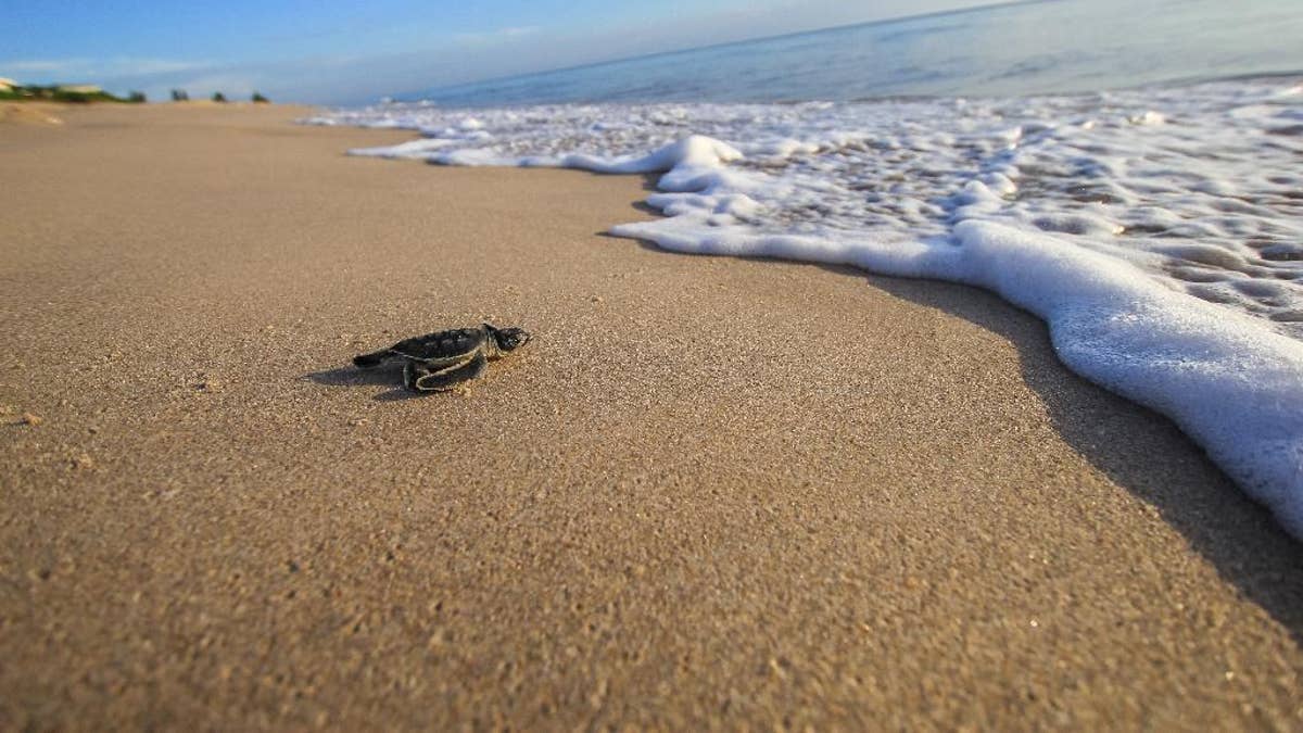 In this Aug. 13, 2015 photo made available by the University of Central Florida, a green turtle hatchling makes its way to the Atlantic Ocean at the Archie Carr Wildlife Refuge in Melbourne, Fla.  Florida's nesting season still has a month to go, but scientist have already counted a record 12,000 nests dug by endangered green turtles. Other turtles have also had a nesting comeback in Georgia, North Carolina and South Carolina. (Gustavo Stahelin/University of Central Florida via AP)