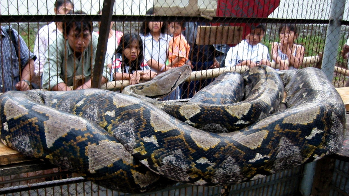 INDONESIA SNAKE