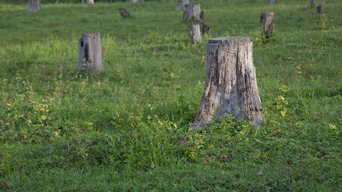 In this June 25, 2016, photo, tree stumps form a landscape in what use to be a forest in Chaung Gwet, in northern Sagaing division, Myanmar. The hills of northern Myanmar's Sagaing region were so legendarily thick with forests that in the days of kings, condemned criminals were ordered into the woods as a death sentence. Today they form a landscape largely of stumps, and of young trees that would have been dwarfed by their towering ancestors. (AP Photo/Gemunu Amarasinghe)