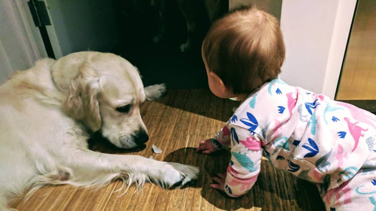 baby and dog