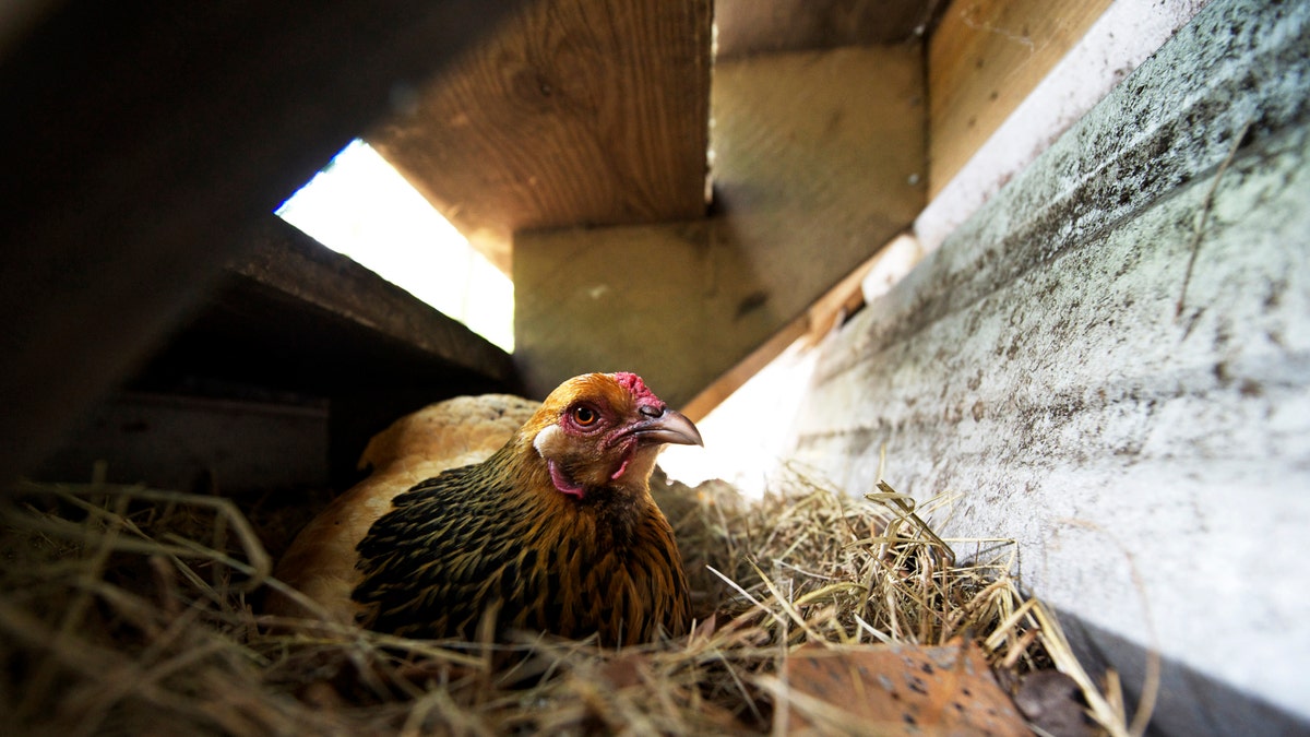 USA-CHICKENS