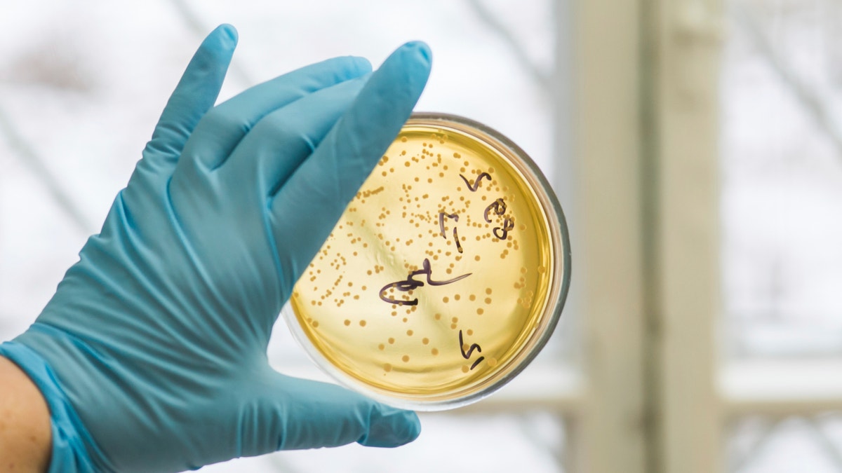 bacteria in petri dish istock