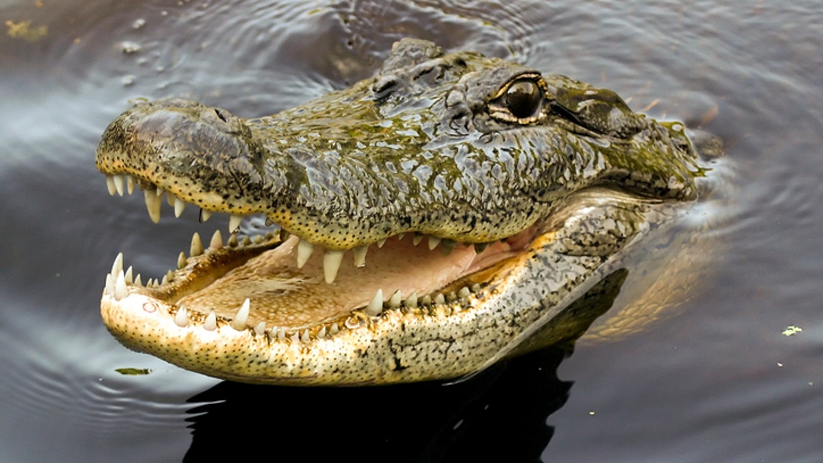 bafde916-croc