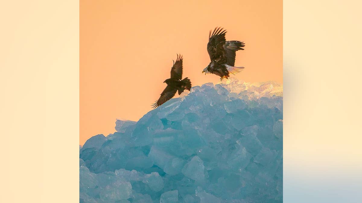 bald eagle blue ice