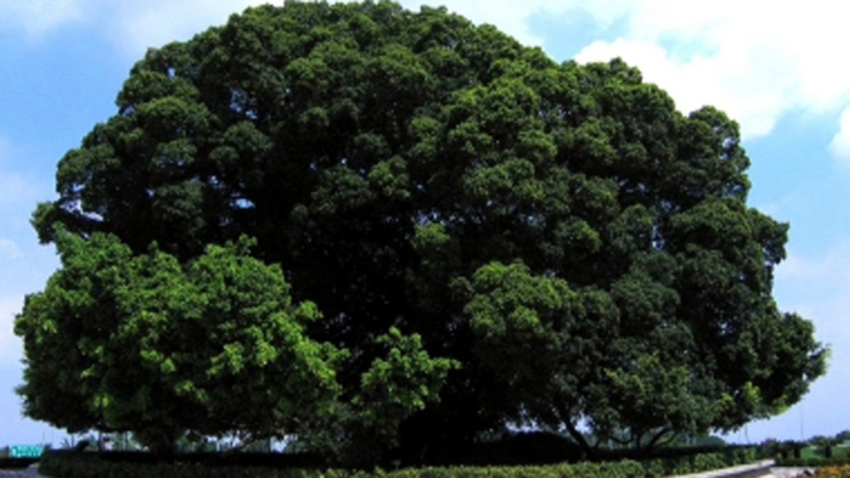 Enormous Banyan Tree