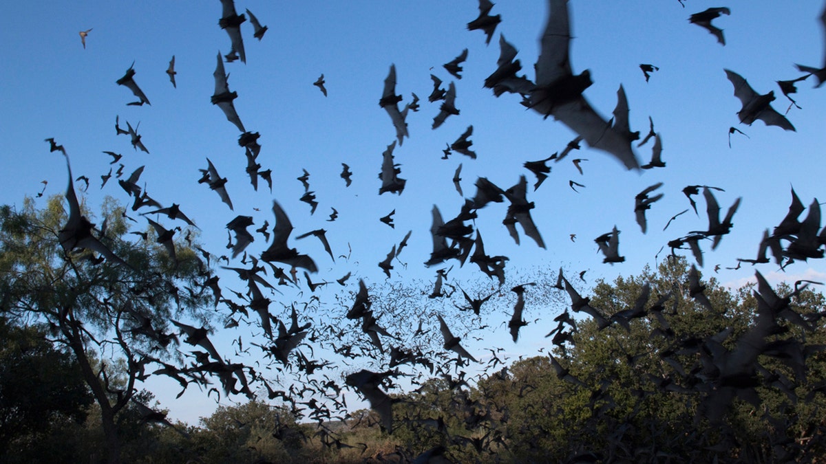 Over a million Mexican free-tailed bats stream into the evening sky for a night of consuming insects in the Texas Hill Country west of Austin.