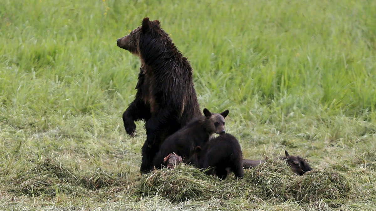 bbb75aff-bears wyoming reuters