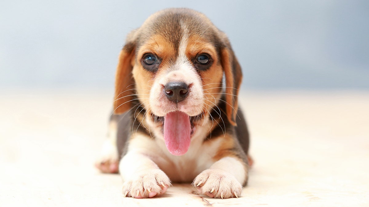 beagle puppy