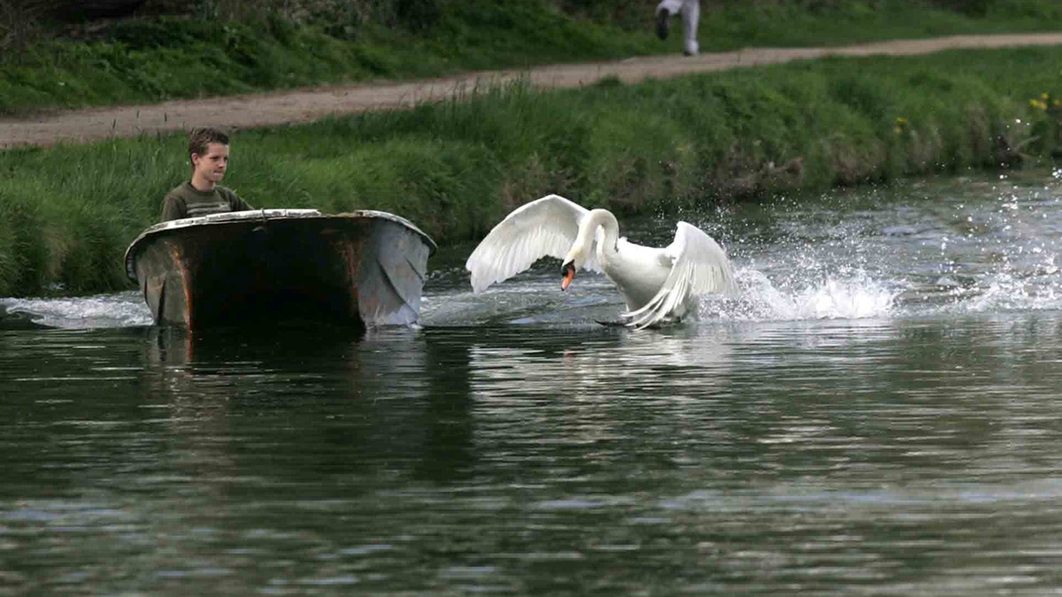 40616579-swan attack swns
