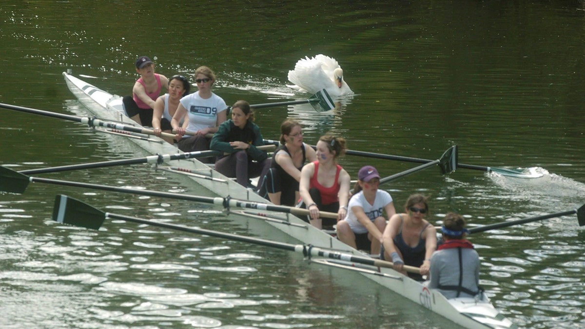 swns swan attack