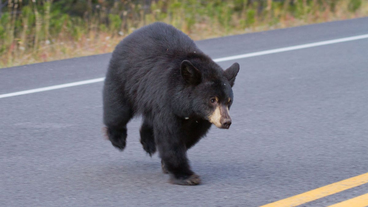 bear street istock