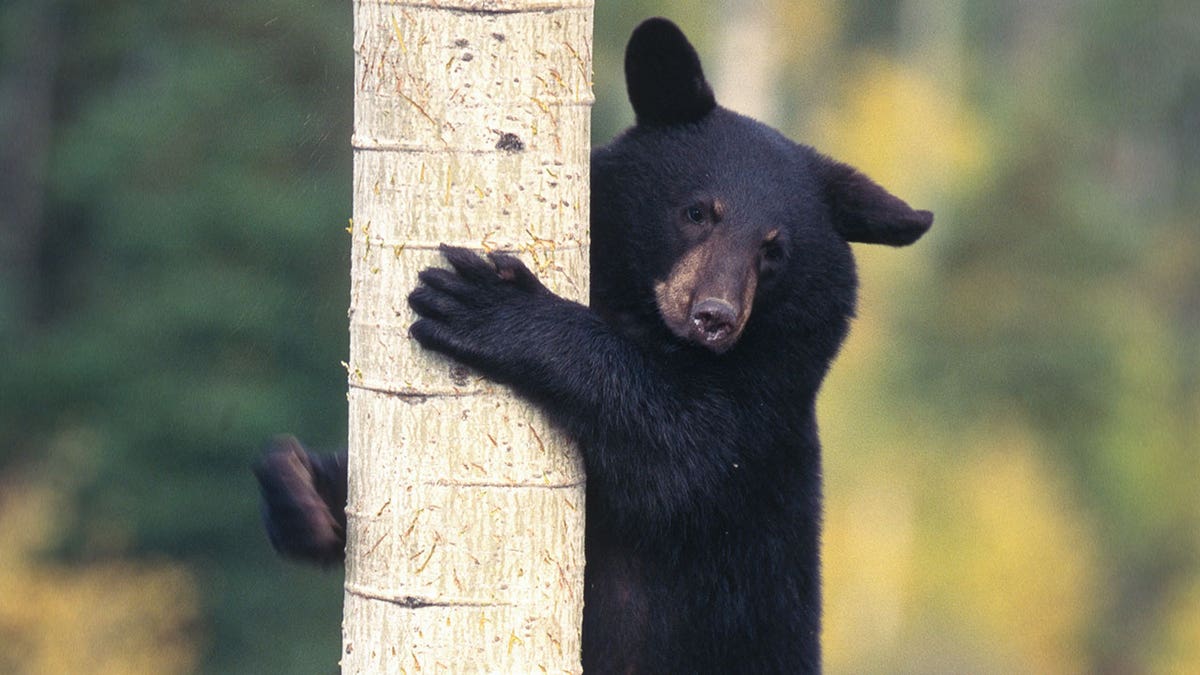 bear tree istock