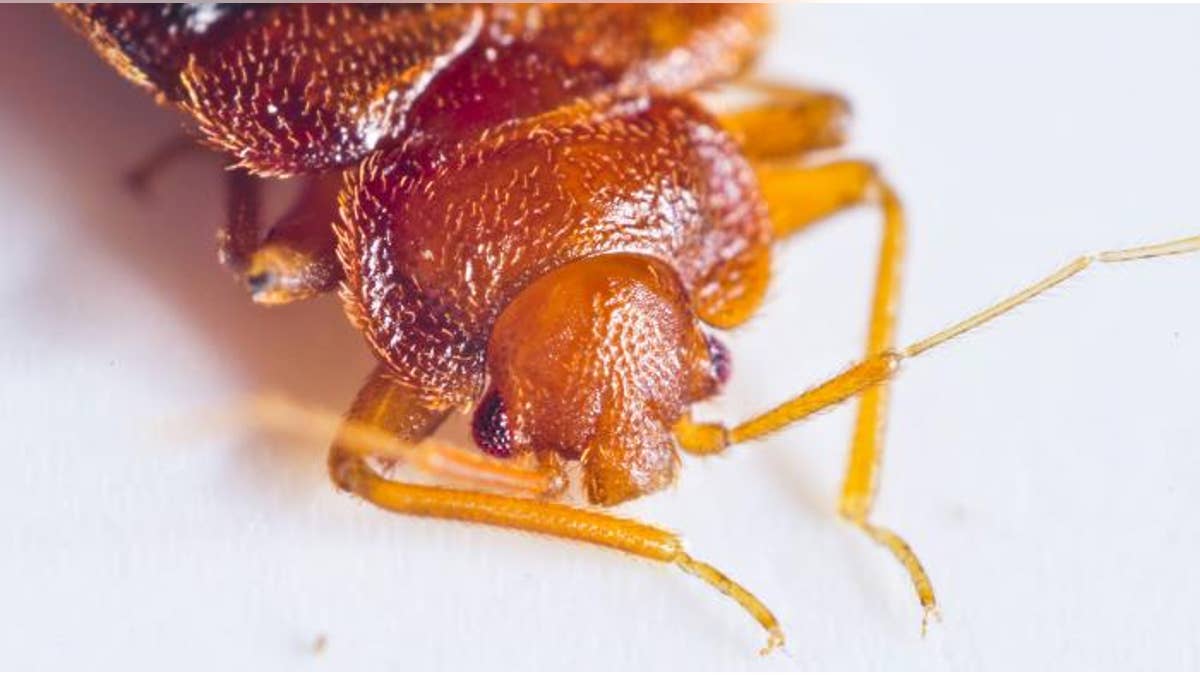 Bedbugs caused a commotion at a city council meeting, a report said.