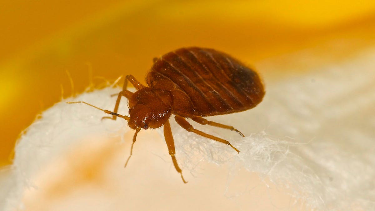 bed bug istock