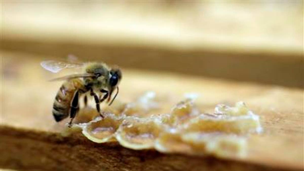 Bee Pesticide