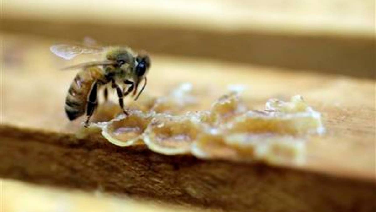 Bee Pesticide
