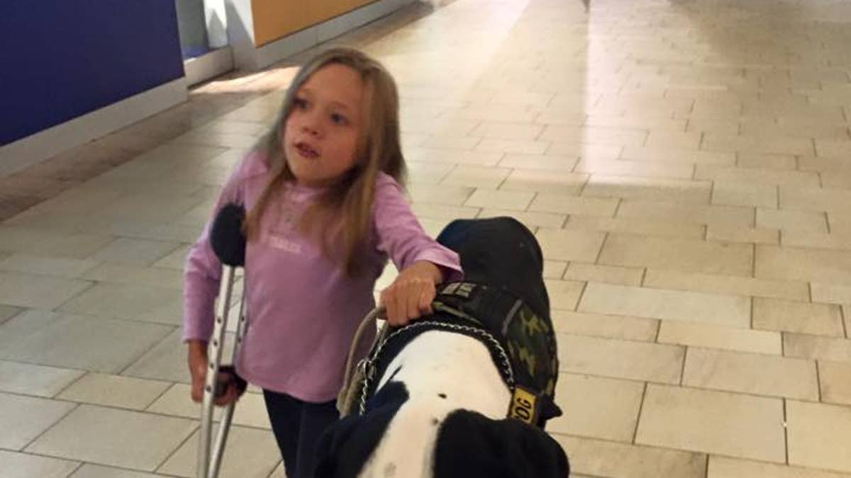 Great Dane 131 pound dog helps guide 11 year old with rare