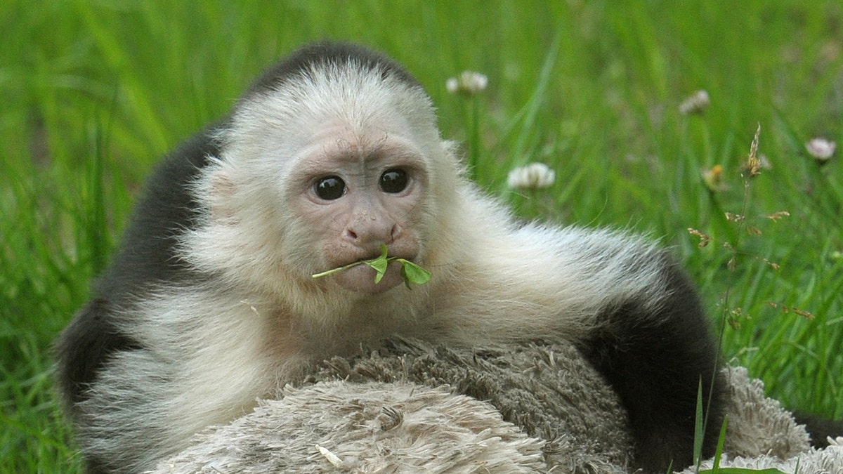 Germany Bieber Monkey