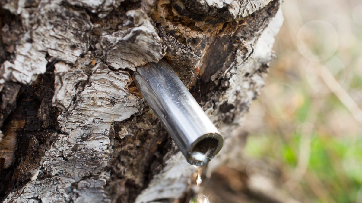 birch sap dripping in spring