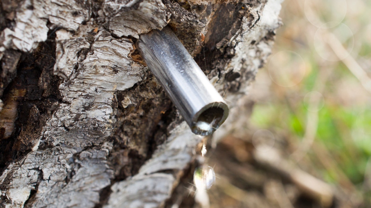 birch sap dripping in spring