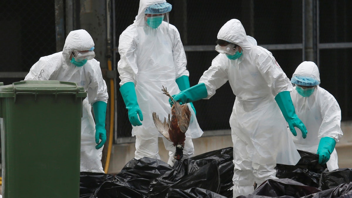 HONGKONG-BIRDFLU/POULTRY