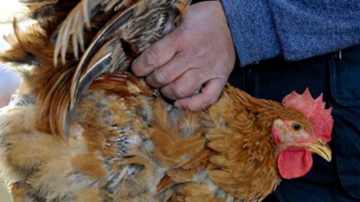 China Bird Flu