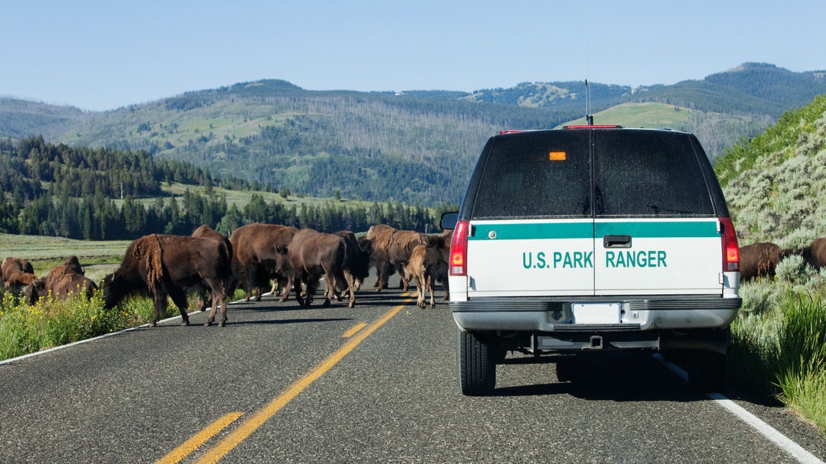 yellowstone bison istock