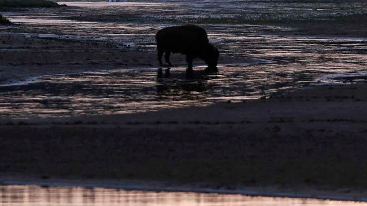 Para ilmuwan yang menonton Yellowstone Bison Kwarantine