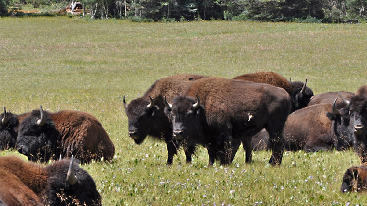 Grand Canyon Bison