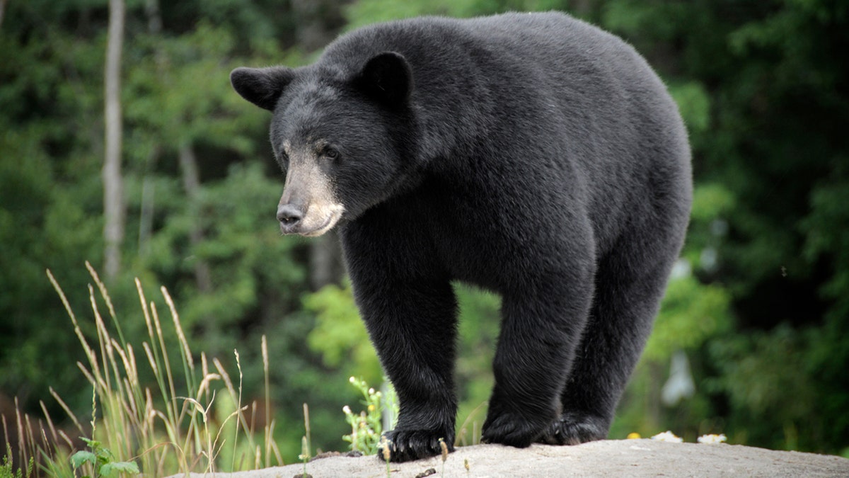 A wild Black Bear. Adobe RGB color profile.