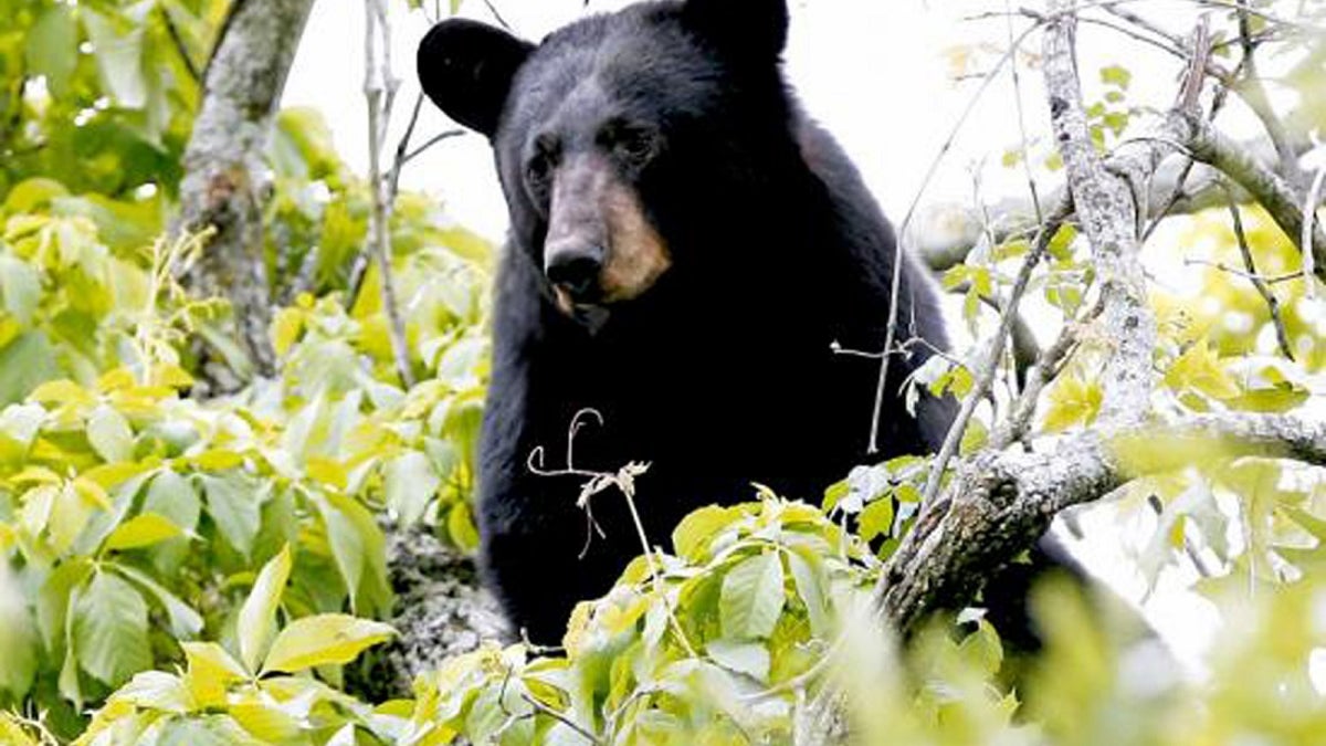 USA-BEAR/LOUISIANA