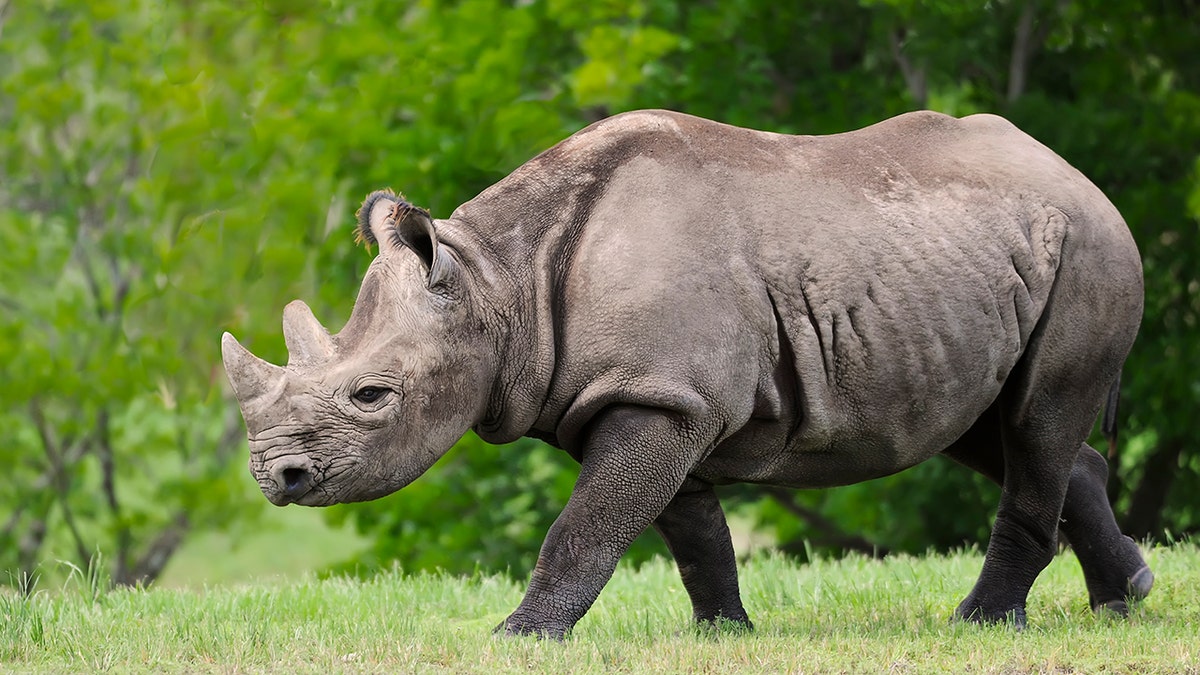 black rhino iStock