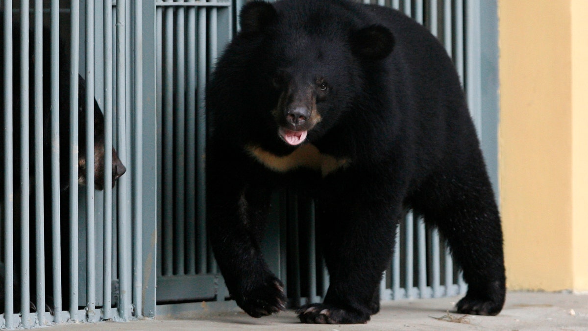 Asiatic black bears are seen at the Vietnam Bear Rescue Centre in Tam Dao National Park, north of Hanoi May 14, 2009. Tam Dao National Park director Do Dinh Tien said the new centre has a role in trying to influence a cultural change in the Southeast Asian country, where wild animals are hunted and animal parts are still widely used in traditional medicines. REUTERS/Kham (VIETNAM ANIMALS SOCIETY) - RTXGKRB
