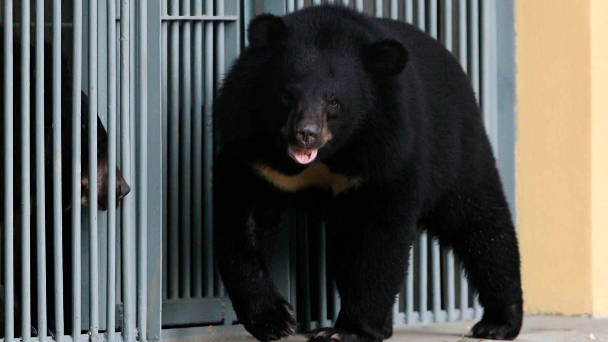 Asiatic black bears are seen at the Vietnam Bear Rescue Centre in Tam Dao National Park, north of Hanoi May 14, 2009. Tam Dao National Park director Do Dinh Tien said the new centre has a role in trying to influence a cultural change in the Southeast Asian country, where wild animals are hunted and animal parts are still widely used in traditional medicines. REUTERS/Kham (VIETNAM ANIMALS SOCIETY) - RTXGKRB