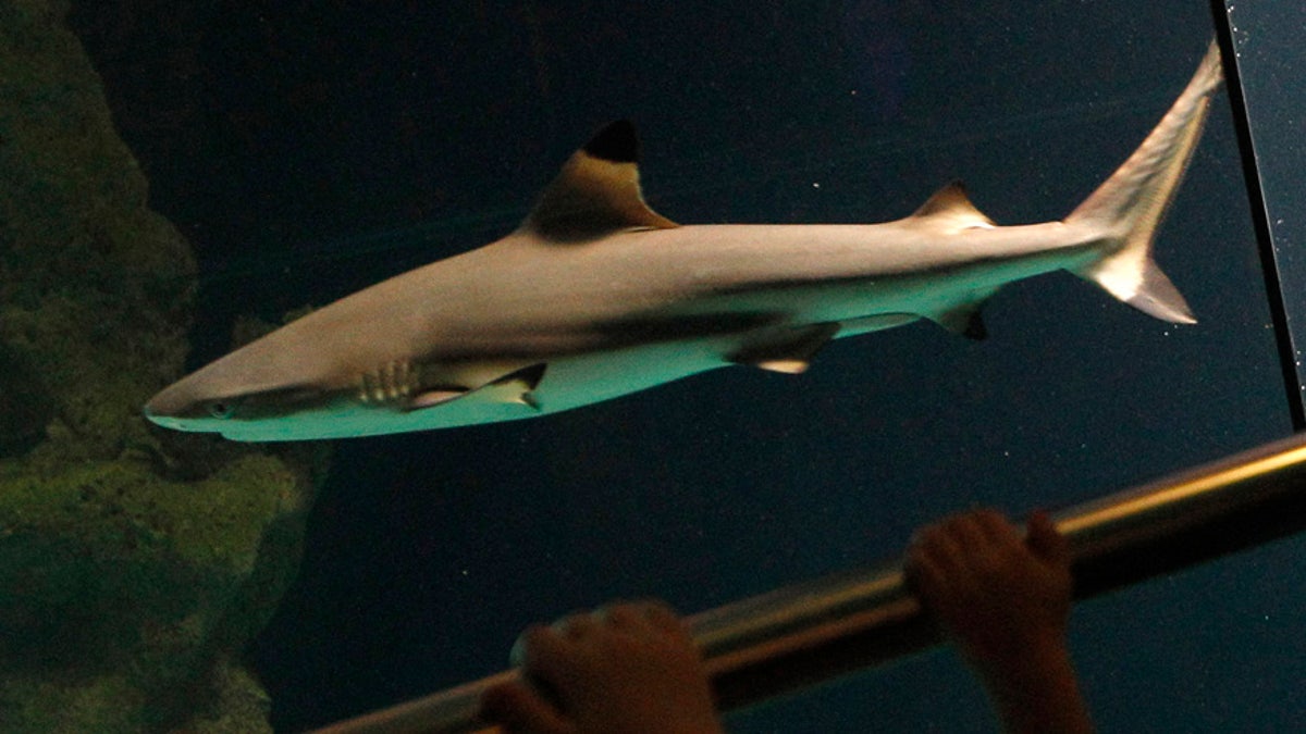 blacktip shark